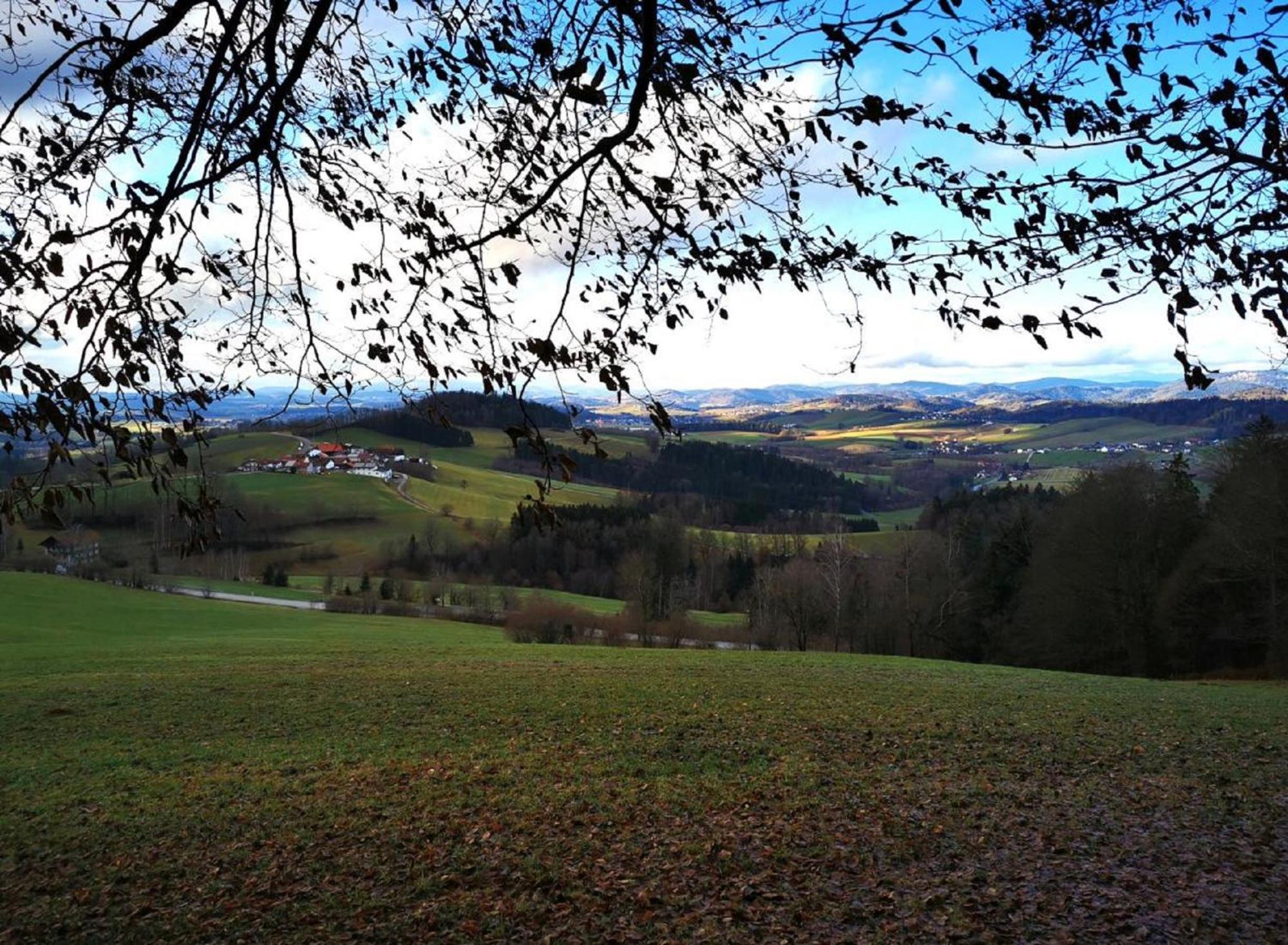 Ferienwohnung Am Woid - Herrliche Alleinlage - Vegane Einrichtung Waldkirchen Buitenkant foto